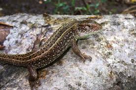 Attēlu rezultāti vaicājumam “Lacerta agilis female”