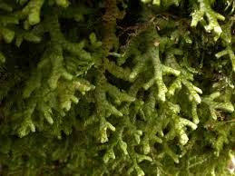 Attēlu rezultāti vaicājumam “Porella platyphylla”