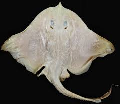 Image result for Rostroraja alba