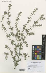 Attēlu rezultāti vaicājumam “Polygonum arenastrum flower”