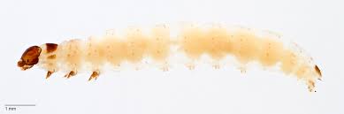 Attēlu rezultāti vaicājumam “Proutia betulina larva”