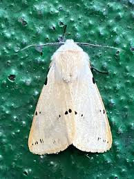Attēlu rezultāti vaicājumam “Spilosoma lutea”