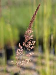 Attēlu rezultāti vaicājumam “Calamagrostis purpurea flower”