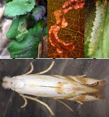 Attēlu rezultāti vaicājumam “Bucculatricidae”