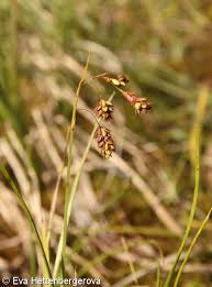 Attēlu rezultāti vaicājumam “Carex paupercula”