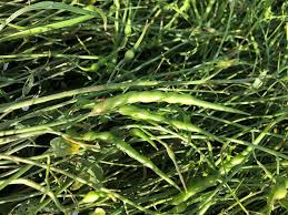 Attēlu rezultāti vaicājumam “Raphanus raphanistrum fruit”