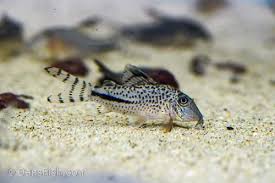 Image result for fish corydoras