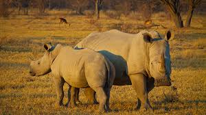 Image result for Rhyl Rhinos