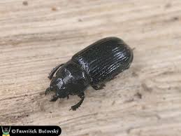 Attēlu rezultāti vaicājumam “Ceruchus chrysomelinus larva”