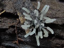 Attēlu rezultāti vaicājumam “Stemonitopsis typhina var. similis spores”