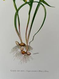 Attēlu rezultāti vaicājumam “Gagea pratensis”