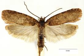 Attēlu rezultāti vaicājumam “Agonopterix ciliella”