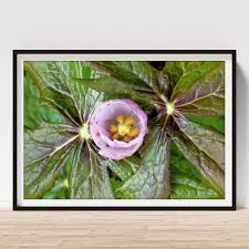 Attēlu rezultāti vaicājumam “Podophyllum hexandrum flower”