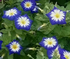 Image result for Convolvulus tricolor