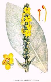 Image result for Verbascum thapsus