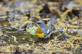 Image result for Parula americana