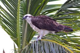 Attēlu rezultāti vaicājumam “Pandion haliaetus”