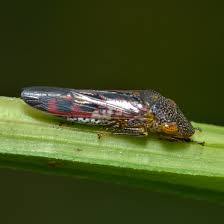 Attēlu rezultāti vaicājumam “Stemonitopsis hyperopta var. landewaldii young”