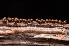 Attēlu rezultāti vaicājumam “Craterium leucocephalum spores”