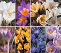 Crocus Crocuses - Crocus Bulbs Crocus Flowering Bulbs Crocus ...