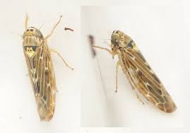 Attēlu rezultāti vaicājumam “Lamprotettix nitidulus”