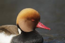 Image result for Netta rufina