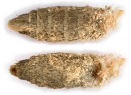 Attēlu rezultāti vaicājumam “Hypenodes humidalis”