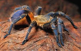 Attēlu rezultāti vaicājumam “Colloderma sp.”