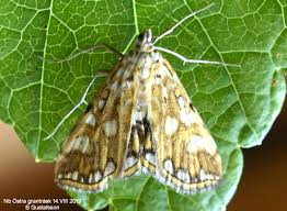 Attēlu rezultāti vaicājumam “Elophila nymphaeata”