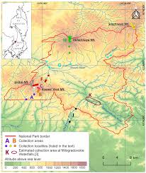 Attēlu rezultāti vaicājumam “Harpanthus flotovianus cells”