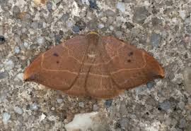 Attēlu rezultāti vaicājumam “Watsonalla binaria”