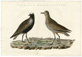 Attēlu rezultāti vaicājumam “Pluvialis squatarola adult”