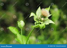 Attēlu rezultāti vaicājumam “Cirsium oleraceum flower”