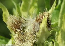 Attēlu rezultāti vaicājumam “Cirsium oleraceum flower”