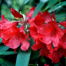Attēlu rezultāti vaicājumam “rhododendron”