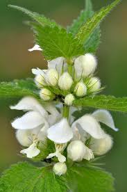 Attēlu rezultāti vaicājumam “Lamium album flower”
