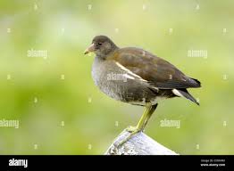 Attēlu rezultāti vaicājumam “Gallinula chloropus juvenile”