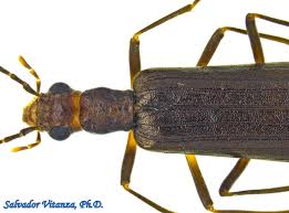 Attēlu rezultāti vaicājumam “Oedemeridae”