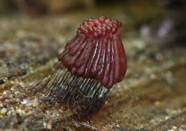 Attēlu rezultāti vaicājumam “Stemonitopsis amoena stalked”