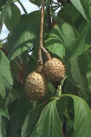 Attēlu rezultāti vaicājumam “Aesculus x hybrida fruit”