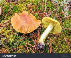 Attēlu rezultāti vaicājumam “Tricholoma flavovirens”