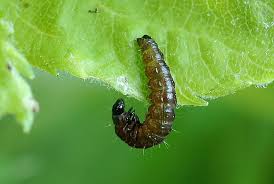 Attēlu rezultāti vaicājumam “Celypha siderana”