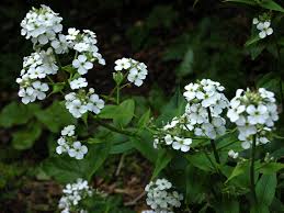 Attēlu rezultāti vaicājumam “Hesperis matronalis bud”