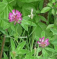 Attēlu rezultāti vaicājumam “Trifolium medium”