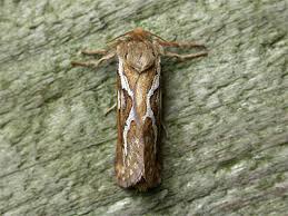 Attēlu rezultāti vaicājumam “Hepialus lupulinus”