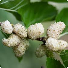 Attēlu rezultāti vaicājumam “Morus alba”