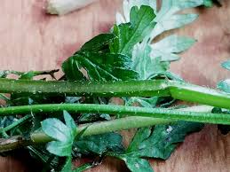 Attēlu rezultāti vaicājumam “Anthriscus sylvestris leaf”