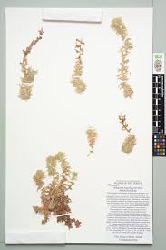 Attēlu rezultāti vaicājumam “Sphagnum magellanicum”