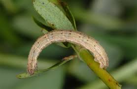 Attēlu rezultāti vaicājumam “Idaea serpentata”