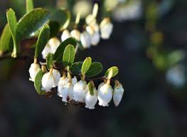 Attēlu rezultāti vaicājumam “Chamaedaphne calyculata”